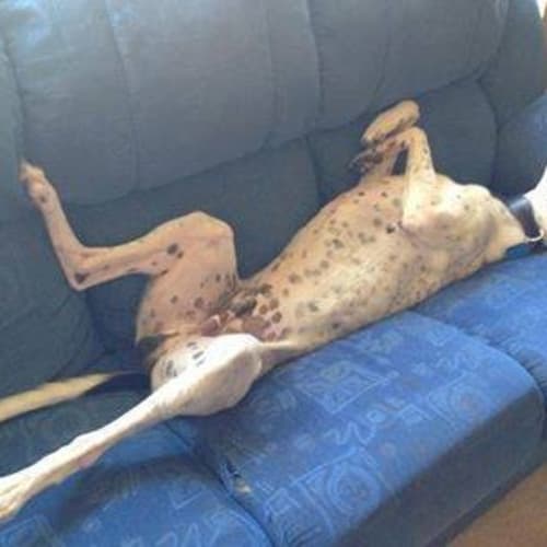 No photo for Rango