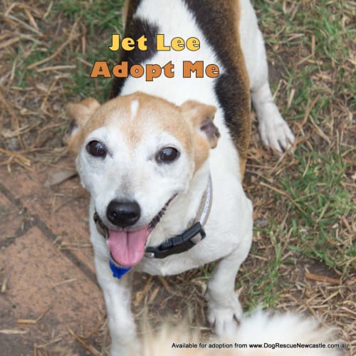 No photo for Jet Lee (On Trial 2/2/14)