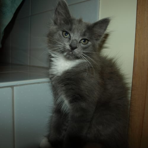 Milly