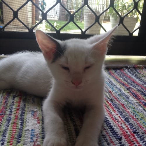 Quaid