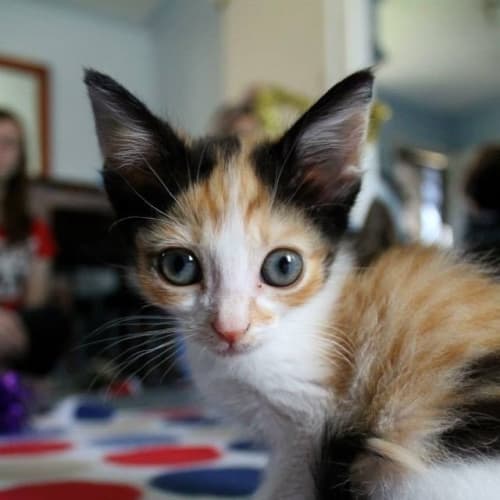 No photo for Pound Cats | Lindi