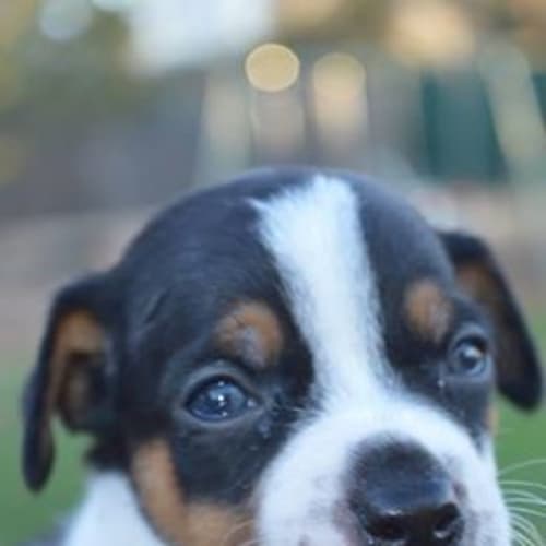 No photo for Wilson ***No More Applications Please***