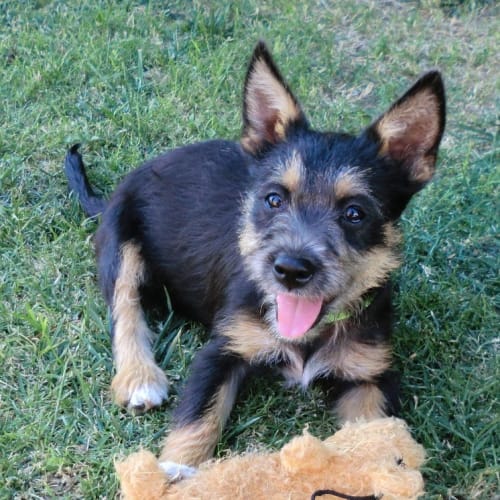 Ruthie *On Trial in Her New Home*