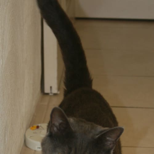 No photo for Angus **On Trial In My New Home**