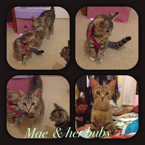 No photo for Mae, Nova & Star