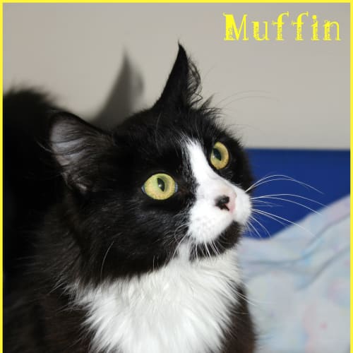 Muffin