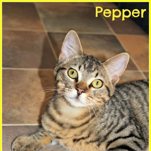 Pepper