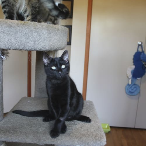 No photo for Rescue A Cat Ince. Figaro