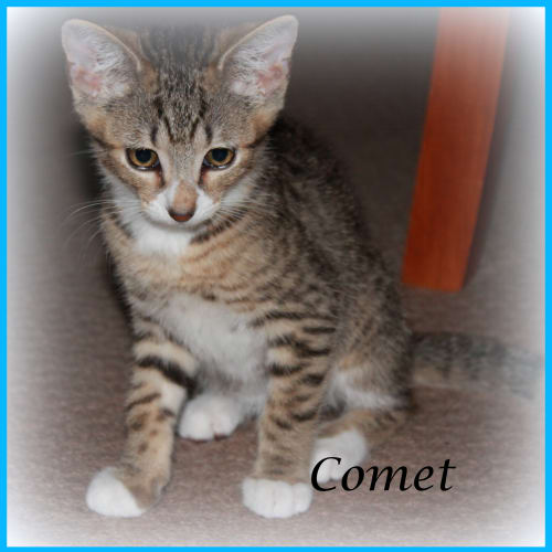 Comet