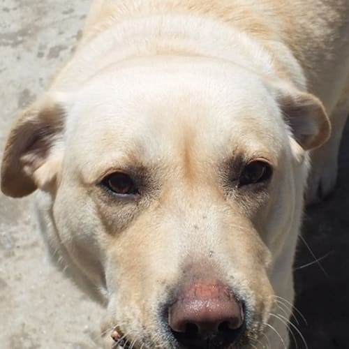 No photo for Lucy