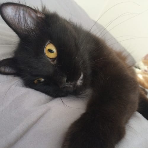 Chloe
