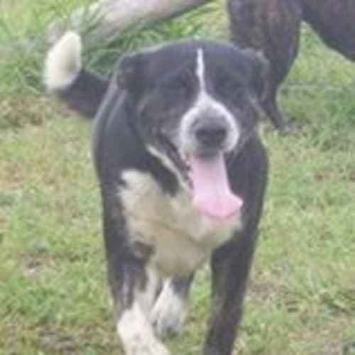 Morgan (adoption pending)