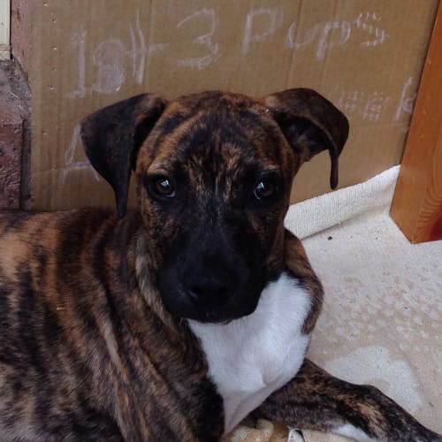 No photo for Lotti   Located In Kariong