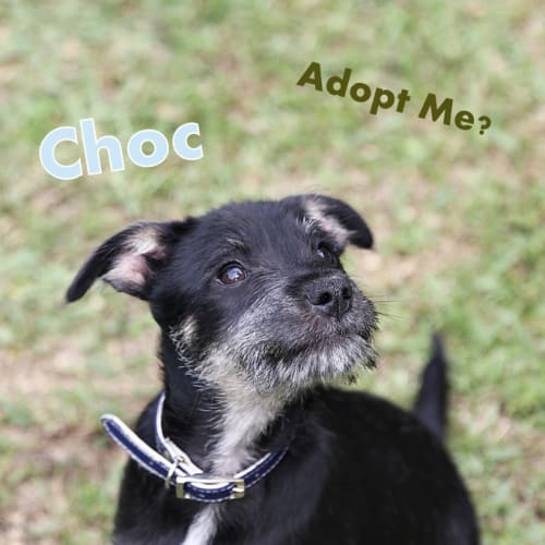No photo for Puppy Choc (On Trial 25/1/14)
