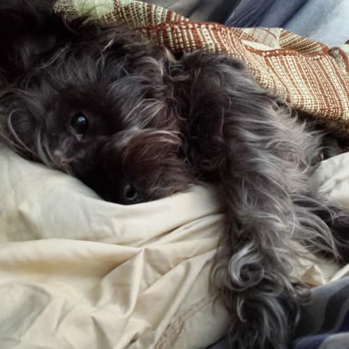 Marley