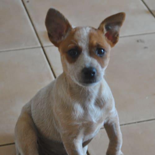 No photo for Heeler X Pups