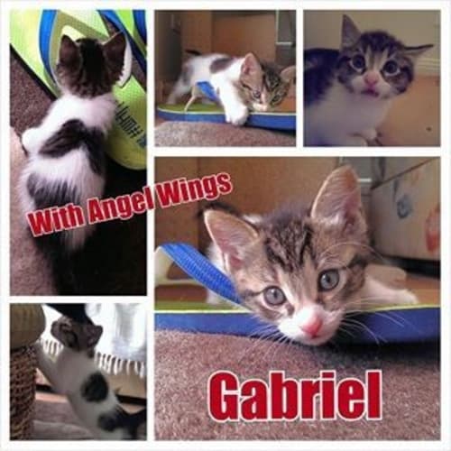 No photo for Gabriel