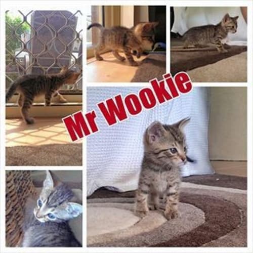 No photo for Mr Wookie