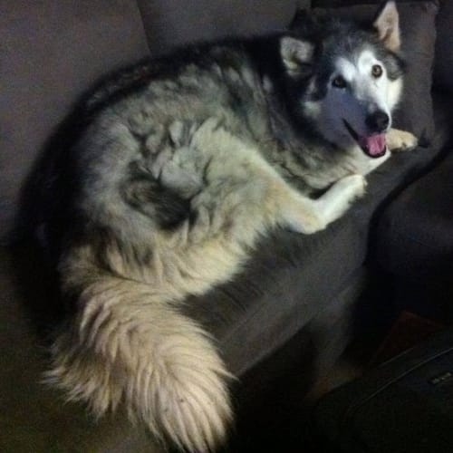 Duke