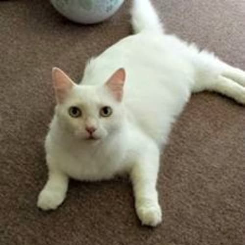Whitey