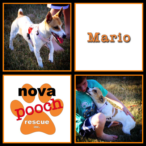 No photo for Mario ( I Am On 2 Weeks Trial In My New Home)