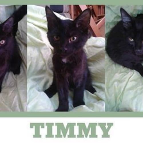 No photo for Timmy
