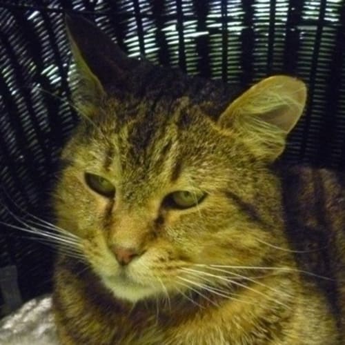 No photo for Tigger 779082