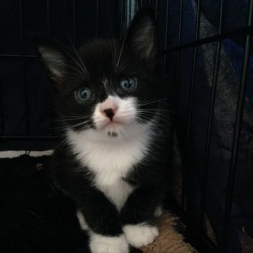 No photo for Mortimer **Located In Pascoe Vale**  ** Adoption D