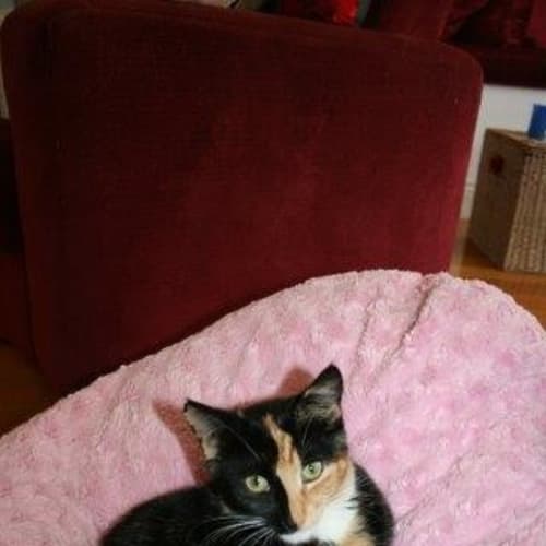No photo for Holly   Kid Friendly Kitten