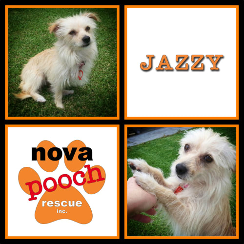 No photo for Jazzy (I Am On 2 Weeks Trial In My New Home)