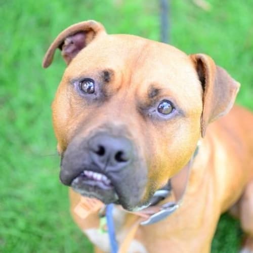 No photo for Zeus **A Real Sweet Heart**