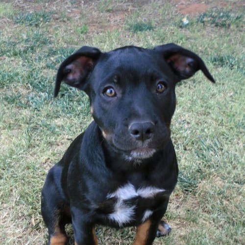 No photo for Athena *On Trial In Her New Home*