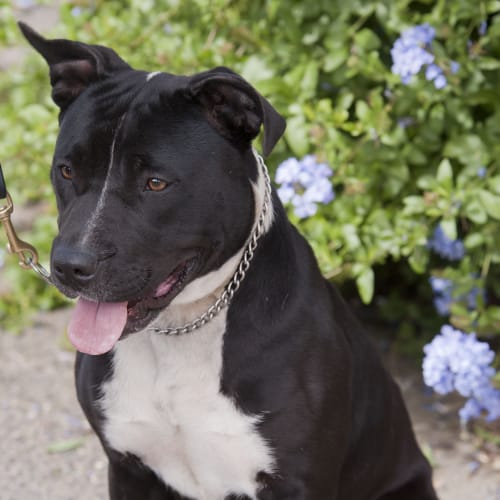 No photo for Moo Friendly, Happy Staffy Girl Id 19519 
