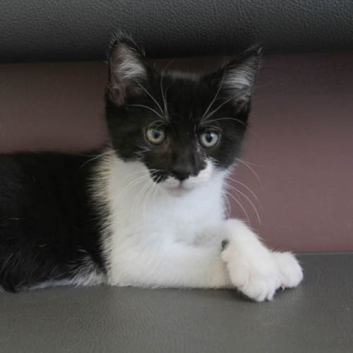 Ronnie (C947) Desexed & Ready