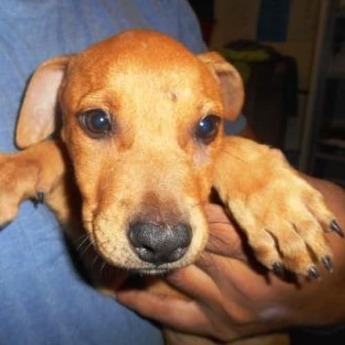Chester