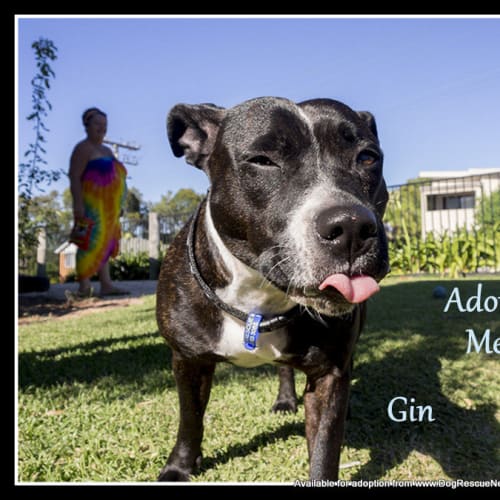 No photo for Gin (On Trial 1/2/14)