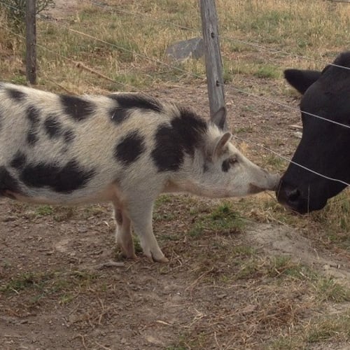 No photo for Moo Moo
