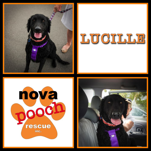 No photo for Lucille (I Am On 2 Weeks Trial In My New Home)