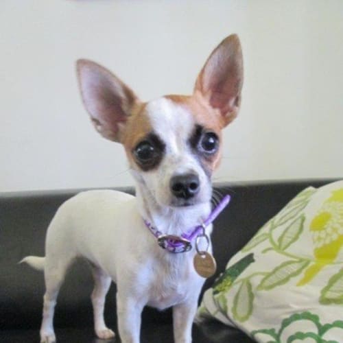 No photo for Chica (D2599) 