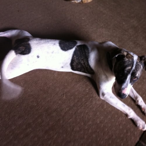 No photo for Brodie