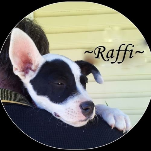 Raffi 
