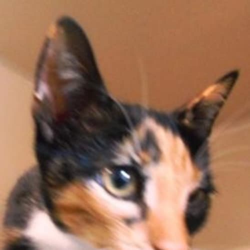 Carmie