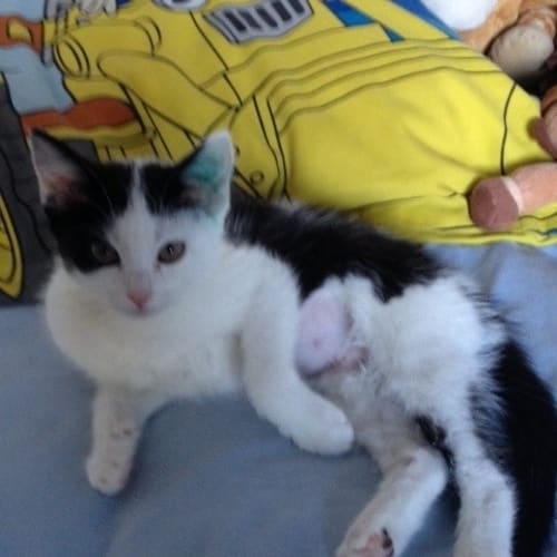 Jules