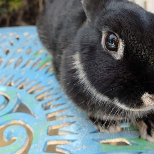 No photo for Chip