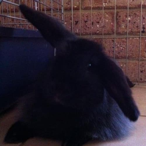 No photo for Thelma **On Trial**
