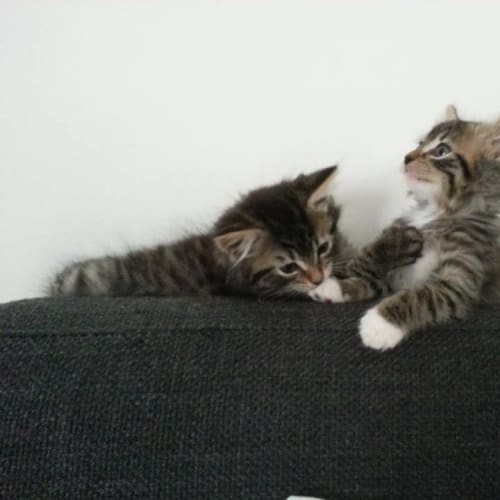 Thunder ( and Lightning)