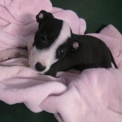 No photo for Gidget (Now Has Holding Deposit Pending Adoption )