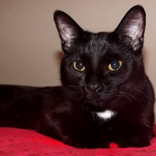 Milo