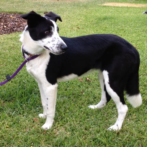 No photo for Callie (Qld)