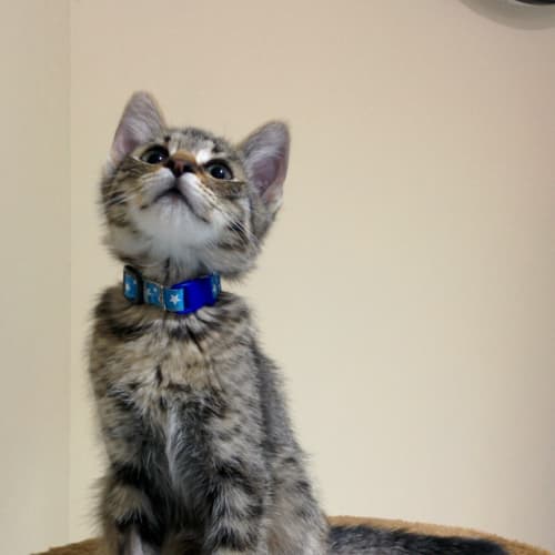 No photo for Purrceus  